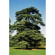 Lübnan Sediri Tohumu - 100 Adet