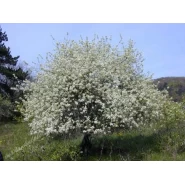 Mahlep Ağacı Tohumu - 500 Adet