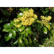 Mahonya Tohumu - 1.000 adet