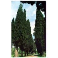 Mezarlık Servisi Tohumu - 1.000 Adet