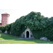 Orman Sarmaşığı Tohumu - 1.000 adet