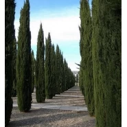 Piramit Kara Servisi Tohumu - 500 Adet