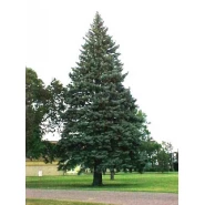 Slovakya Ladini Tohumu - 1.000 Adet