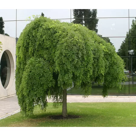 Sofora Tohumu - 500 Adet