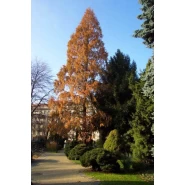 Su Ladini Tohumu - 1.000 Adet