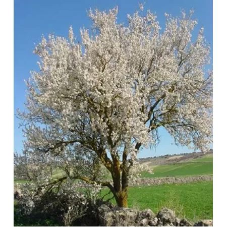 Tatlı Badem - 250 Adet