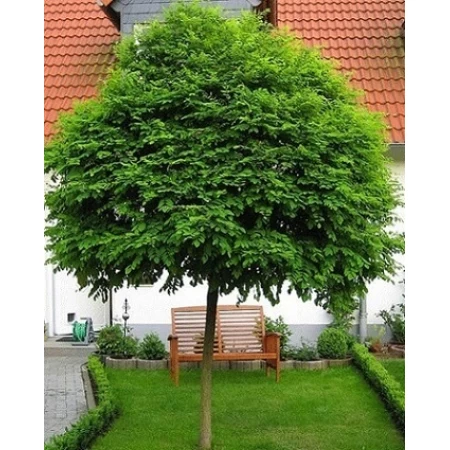 Top Akasya Tohumu - 500 Adet