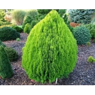 Top Doğu Mazısı Tohumu - 2.500 Adet