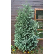 Yalancı Servi Tohumu - 1.000 Adet