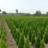 Altuni Piramit Mazı Tohumu - 1.000 Adet