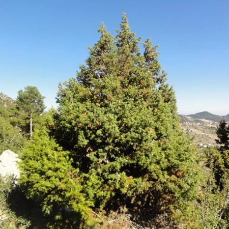 Andız Ağacı Tohumu - 250 Adet