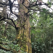 Ardıç Ağacı Tohumu - 2.500 Adet