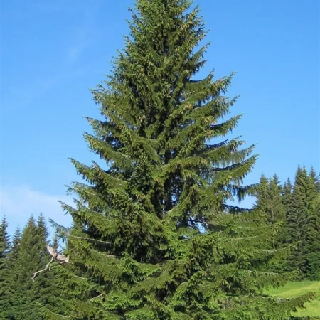 Avrupa Ladini Tohumu - 1000 Adet