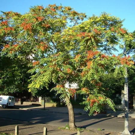 Cennet Ağacı Tohumu - 1.000 adet