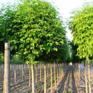 Dişbudak Yapraklı Akçaağaç Tohumu-500 Adet