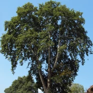 Doğu Çınarı Tohumu - 1.000 adet