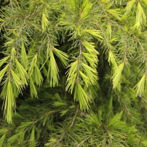 Himalaya Sediri Tohumu - 100 Adet