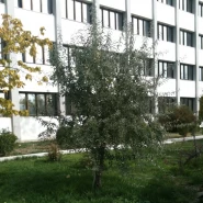 İğde Tohumu - 100 Adet