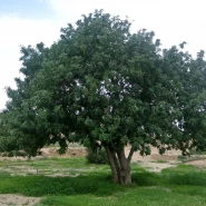 Keçiboynuzu Tohumu - 250 Adet