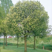 Kuş Kirazı Tohumu - 50 Adet