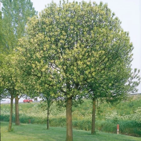 Kuş Kirazı Tohumu - 50 Adet