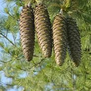 Ladin Likiangensis Tohumu - 500 Adet