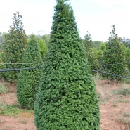 Piramit Mazı Tohumu - 2.500 adet