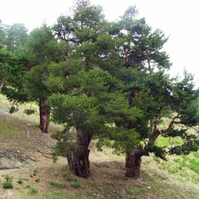 Sarı Çam Tohumu - 500 adet