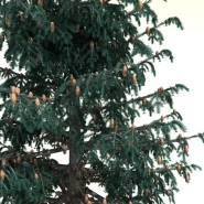 Sitka Ladini Tohumu - 1.000 Adet