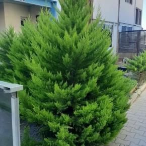 Süs Çamı Tohumu - 250 Adet