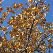 Yabani Alıç Tohumu - 250 Adet