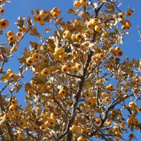 Yabani Alıç Tohumu - 250 Adet