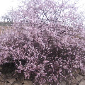 Yabani Badem Tohumu - 50 Adet
