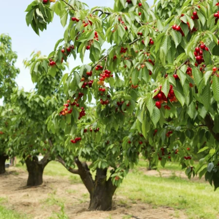 Yabani Kiraz Tohumu-50 Adet