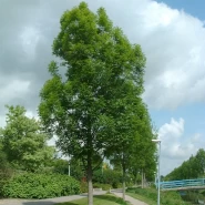 Yerli Dişbudak Ağacı Tohumu - 500 Adet