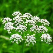 Anason Fidesi - 384 Adet