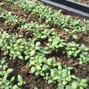 Kekik Fidesi - 384 Adet