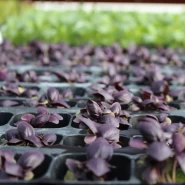 Mor Fesleğen Çiçeği Fidesi Mor Reyhan - 384 Adet