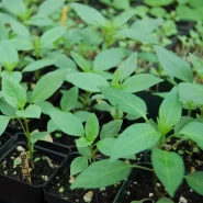 Yeşil Fesleğen Fidesi - 384 Adet