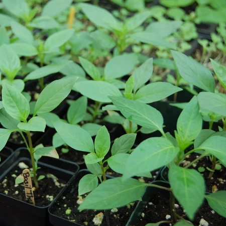 Yeşil Fesleğen Fidesi - 384 Adet