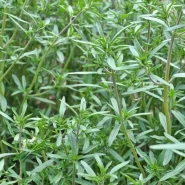 Zahter Kekik Fidesi - 384 Adet