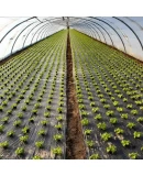 Alçak Tünel Sera Demiri