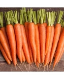 Doğal Havuç Tohumu