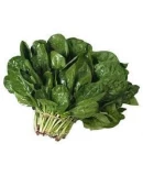 Doğal Ispanak Tohumu