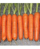 Hibrit Havuç Tohumu