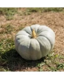 Hobi Balkabağı Tohumu