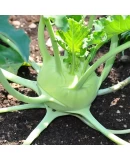 Standart Alabaş Tohumu