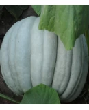 Standart Balkabağı Tohumu