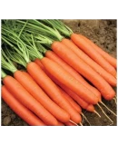 Standart Havuç Tohumu