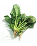 Standart Ispanak Tohumu